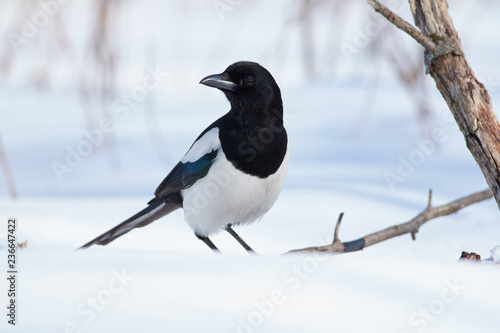 Eurasian magpie sits in the snow turning its head in a forest glade.