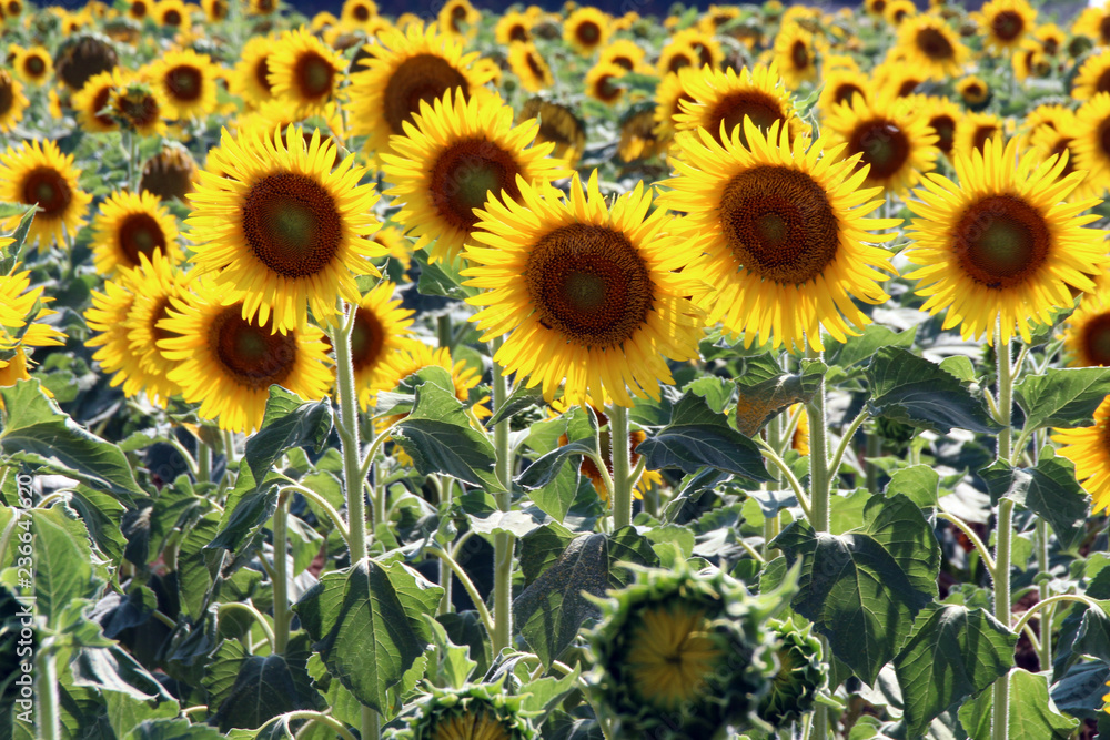 Obraz premium GIRASOLI