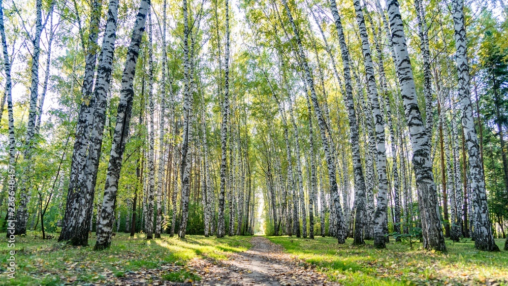 Fototapeta premium Widok z dołu ze ścieżki na koronach brzóz w jesiennym lesie, Tomsk, Syberia.