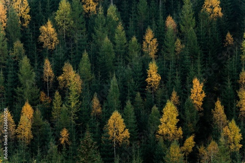 Autumn forest scene. Green and yellow trees contrasting on a hill side.