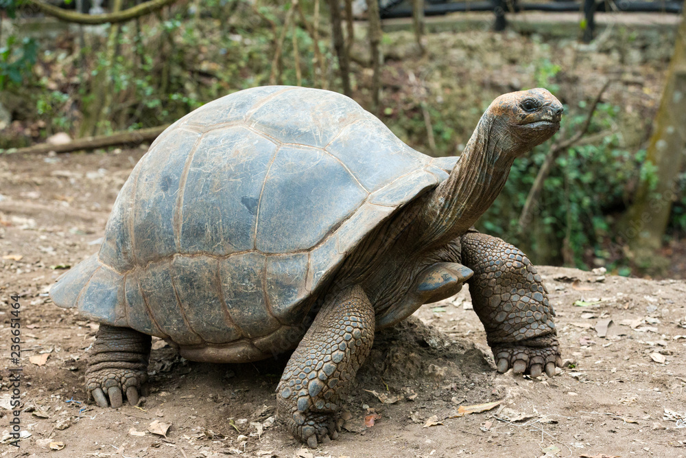 Naklejka premium Żółw Galapagos w rezerwacie przyrody
