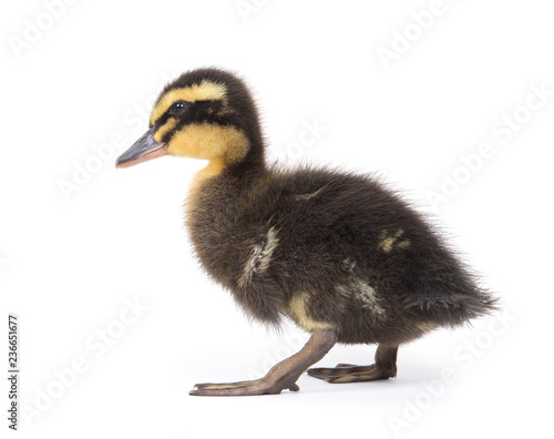Cute little newborn fluffy duckling. One young duck isolated on a white background.