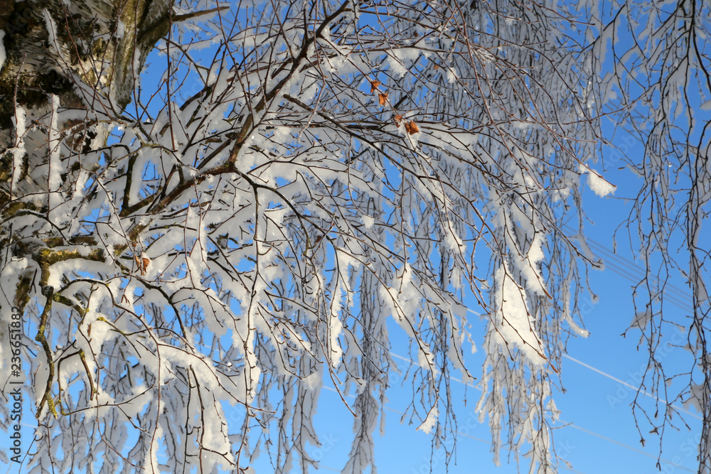 custom made wallpaper toronto digitalA frosty winter morning. Frost on the trees and bushes