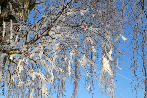 Wallpaper Mural A frosty winter morning. Frost on the trees and bushes Torontodigital.ca