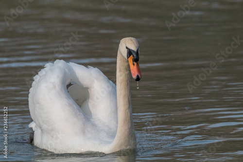 cygne