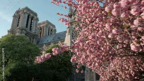 Low angle view underneath colorful cherry blossom tree dolly forward push-in to reveal Notre Dame Cathedral side in Paris, France