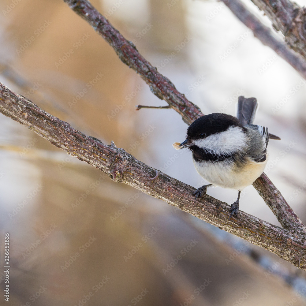 Naklejka premium Backlit chickadee perched on a branch with food in its beak.