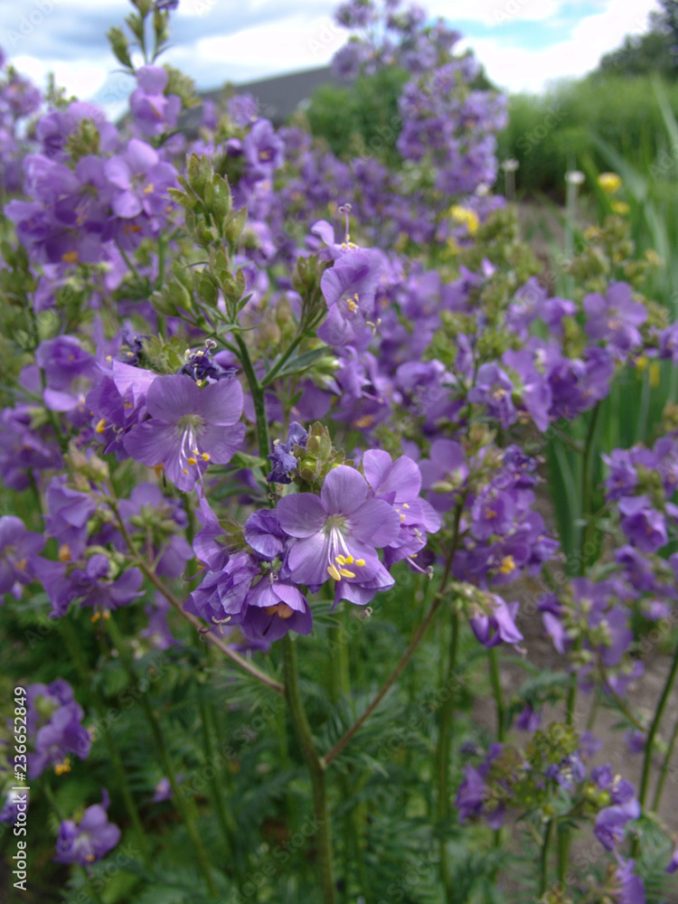 Polemonium caeruleum (Polemonio azzurro - Valeriana greca) Polemonium caeruleum (Polemonio azzurro - Valeriana greca)
