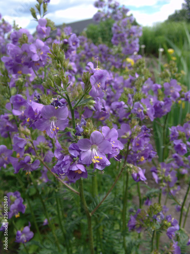 Polemonium caeruleum  Polemonio azzurro - Valeriana greca 