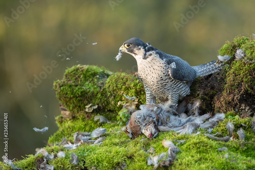 Billede på lærred A peregrine falcon with its prey