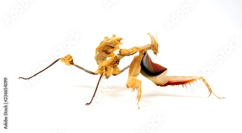Teufelsblume / Nymphe (Idolomantis diabolica) - devil's flower mantis photo