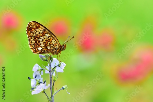 Wallpaper Mural Melitaea diamina  543 Torontodigital.ca