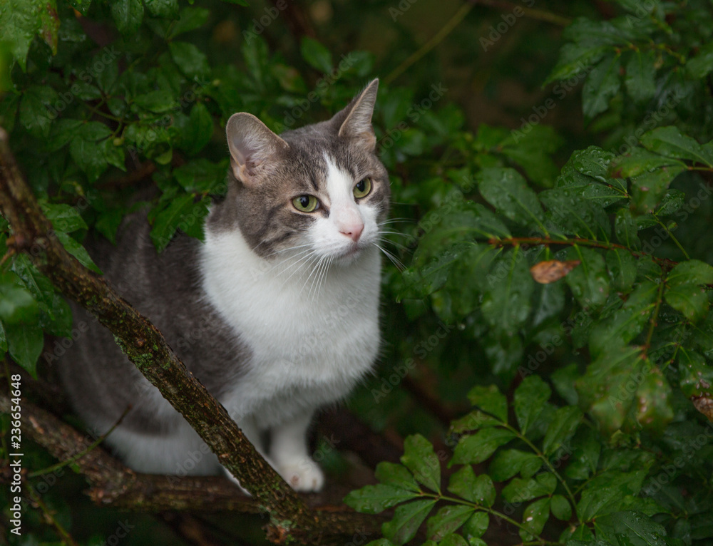 Great and white shorthaired female cat sitting in a tree watching the activity at a bird feeder (out of frame) above her. Great and white shorthaired female cat sitting in a tree watching the activity at a bird feeder (out of frame) above her.