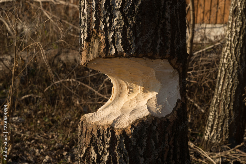 Obraz premium tree trunk with marks of beaver teeth