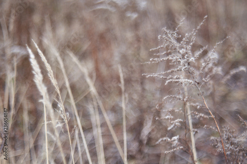 Dry grass © Piotr
