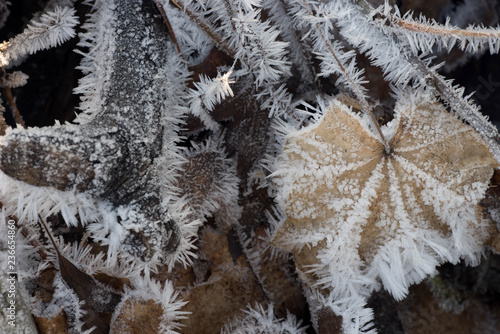 Photos fallen leaves covered with hoarfrost