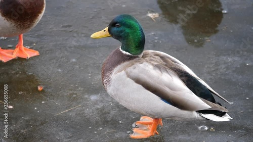 A closeup of a beautiful and colorful male mallard duck as he walks or skates across the ice on a frozen pond and then stops and looks up before being startled in rural Wisconsin with audio.