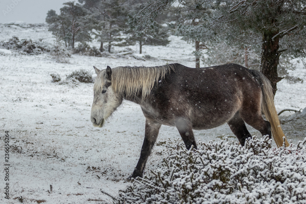 galician wild horse during snowfall galician wild horse during snowfall