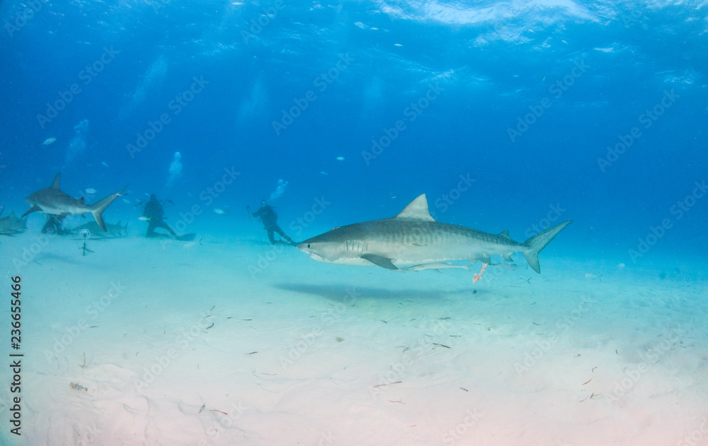 Fototapeta premium Tiger shark at Tigerbeach, Bahamas