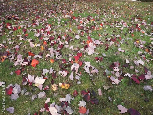 fall leaves in yard background