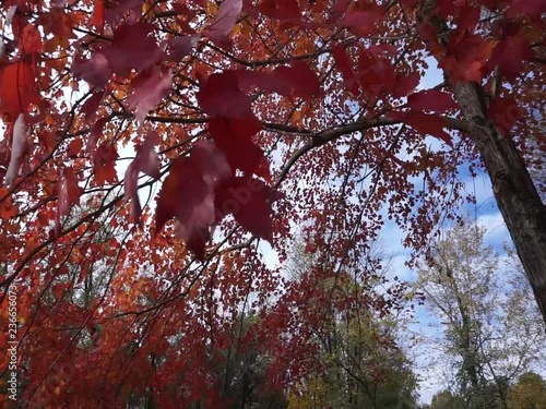 beautiful red leaf filled fall tree 