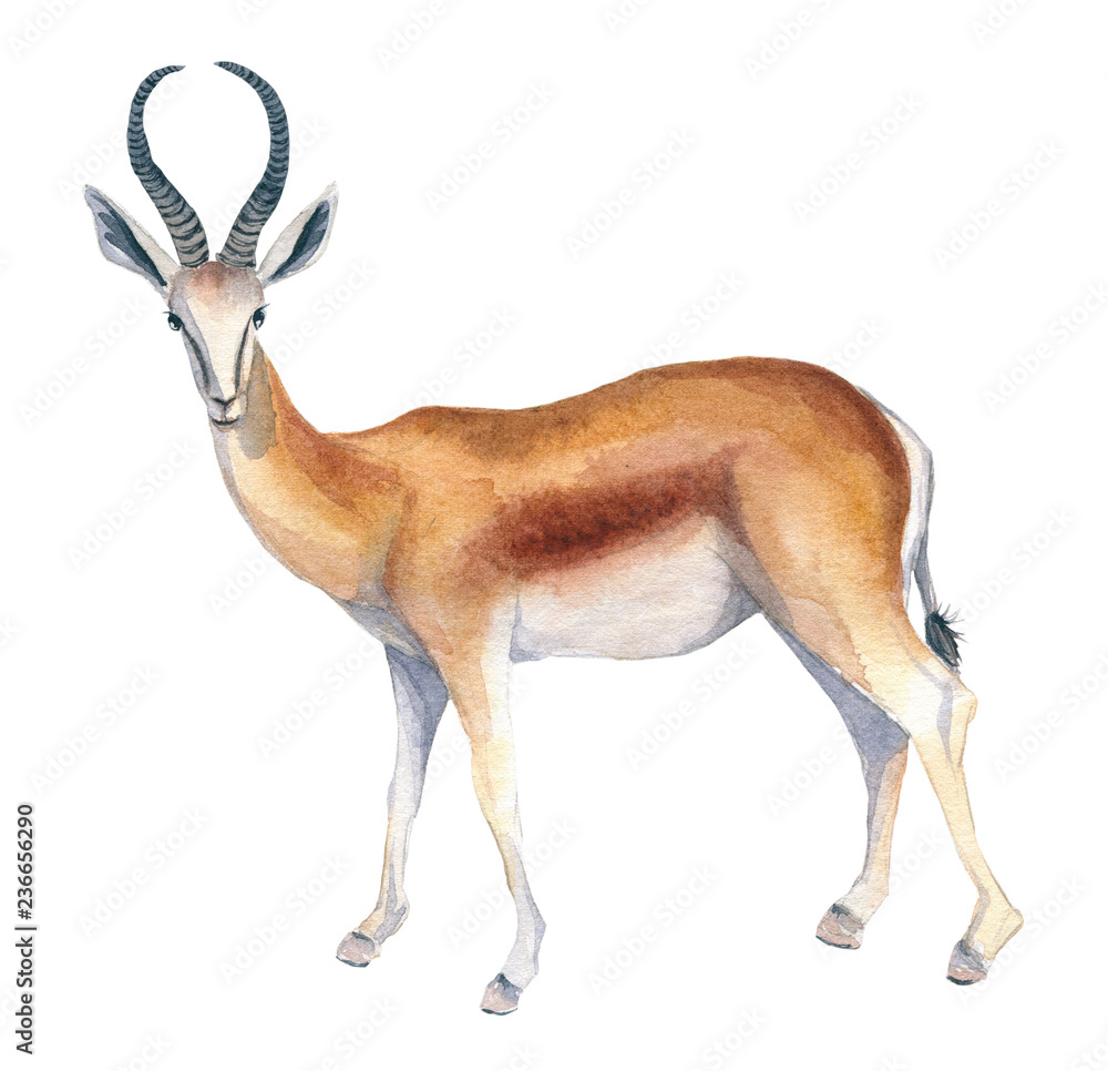 Watercolor illustration of an isolated standing antelope or gazelle on a white background. Painting of an animal - African antelope or gazelle - obrazy, fototapety, plakaty 