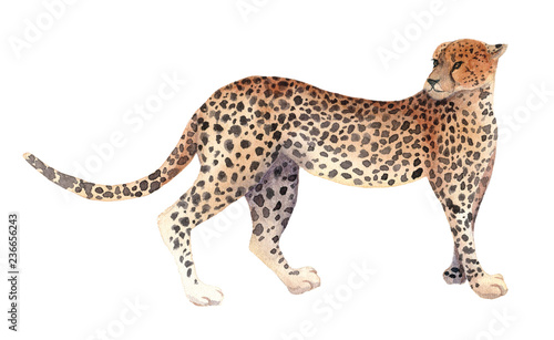 Fototapeta Naklejka Na Ścianę i Meble -  Watercolor illustration of an isolated standing cheetah on a white background. Painting of an animal - African Cheetah