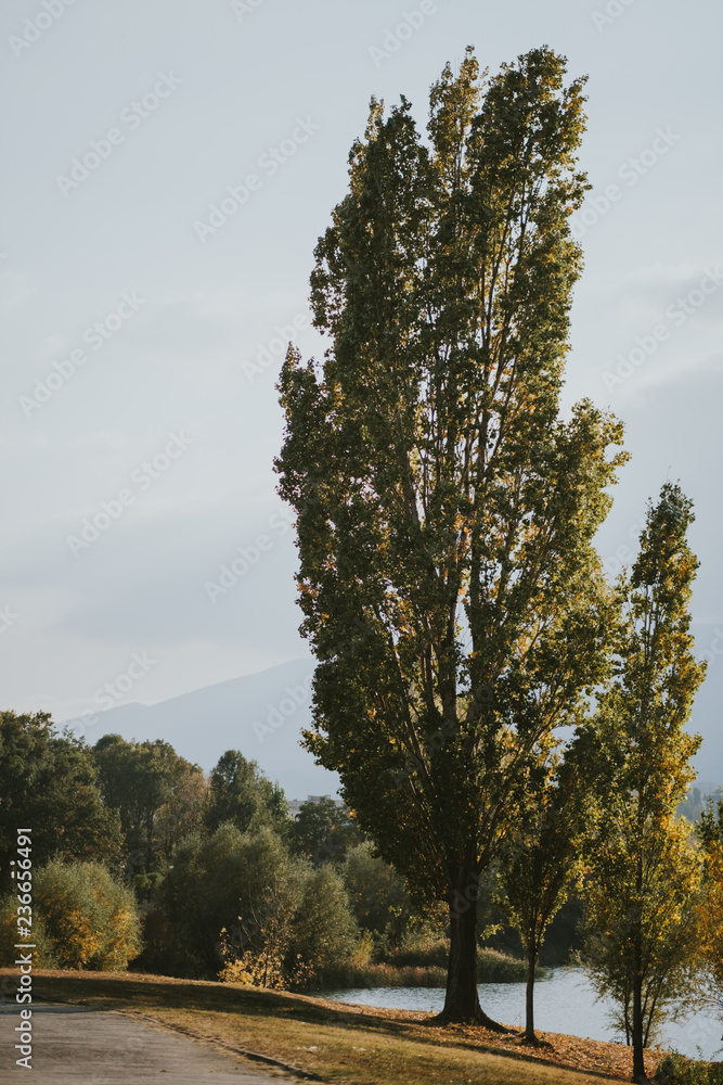 Obraz premium tree in autumn