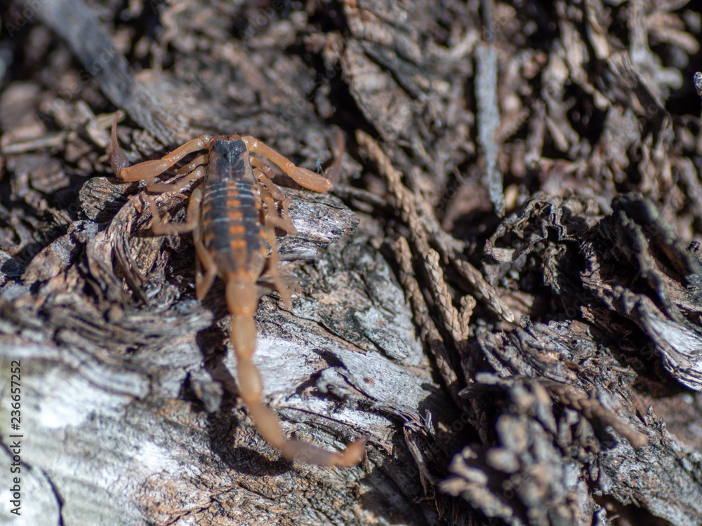 Bark Scopion On Sunny Day Walking on Cedar Tree Bark Scopion On Sunny Day Walking on Cedar Tree