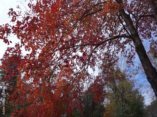 wind gust blowing leaves