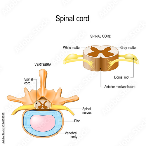 section of the human vertebral column and cross-section of spinal cord.