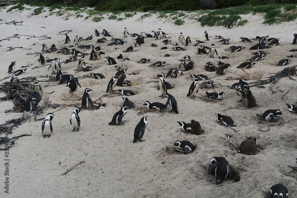 Fototapeta premium Pinguine in Südafrika