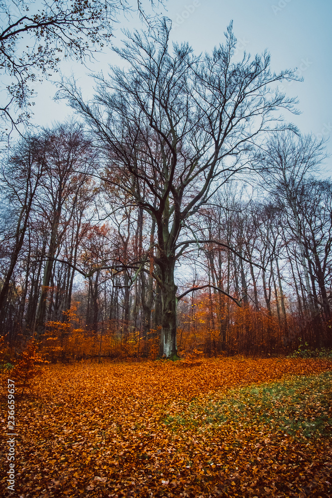 Fototapeta premium Herbst Spaziergang im Wald