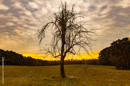 Lone Tree with Beautiful Sunset 