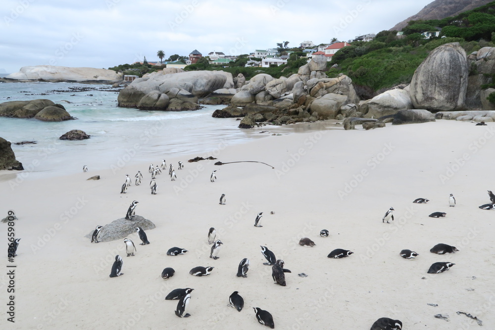 Fototapeta premium Pinguine in Südafrika