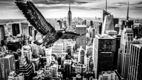 Black and white eagle flies over a city