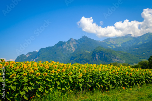 Travel bicycle on the background of sunflower field and mountains at summer in Switzerland