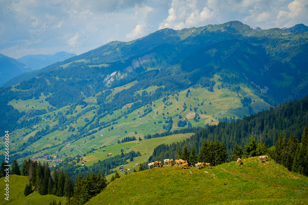  Small herd of cows grazing on a mountain pasture in Switzerland