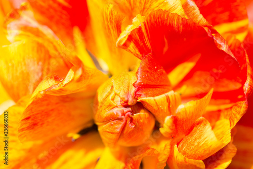 The core and petals of a yellow-red tulip.