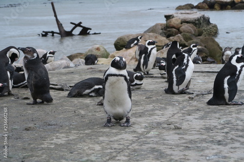 Pinguine in Südafrika