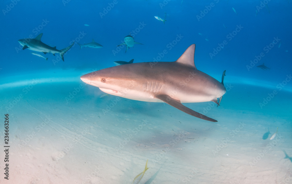 Caribbean reef shark at the Bahamas