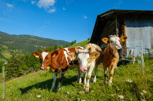 Small herd of cows graze in the Alpine meadow in Switzerland