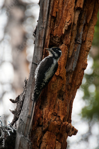 Woodpecker Perching on Tree