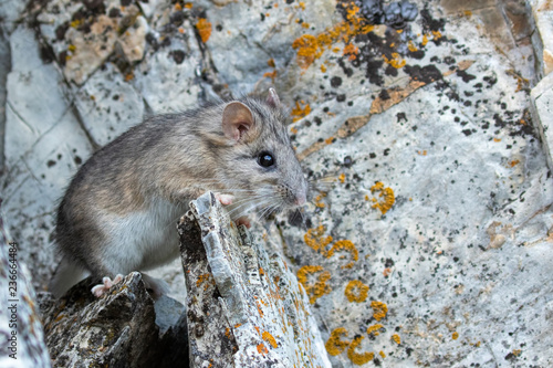 Bushy-tailed Woodrat