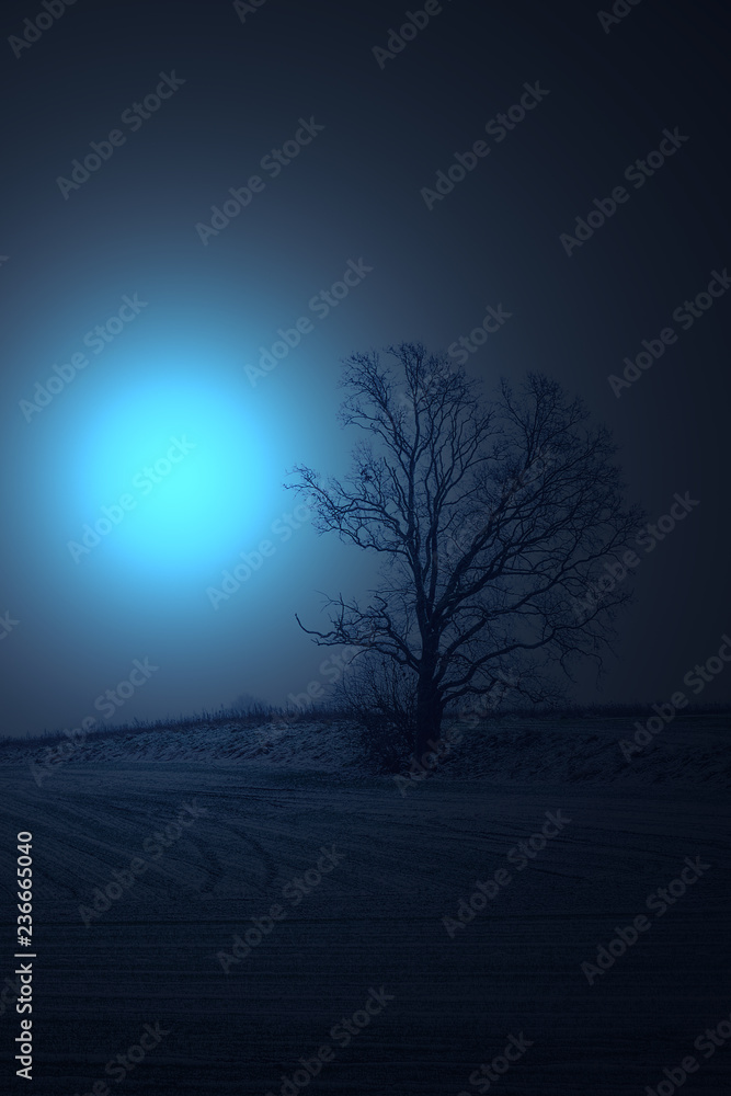 Winterbaum Winterbaum