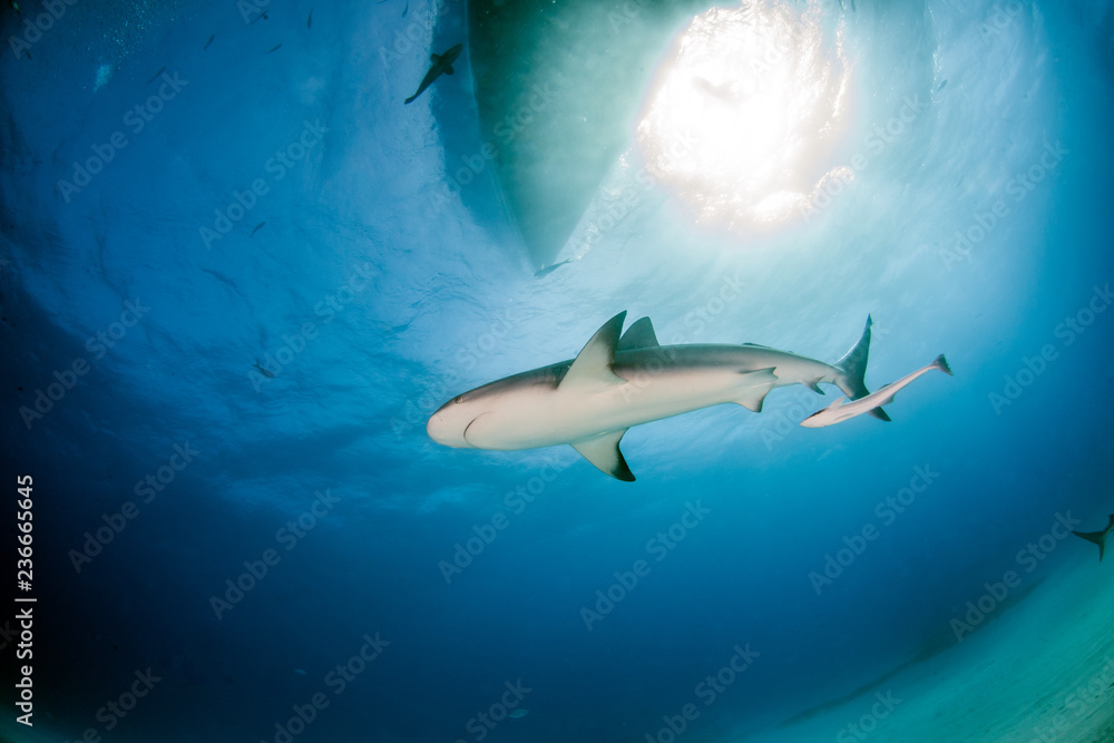 Fototapeta premium Karaibski rekin rafowy na Bahamach