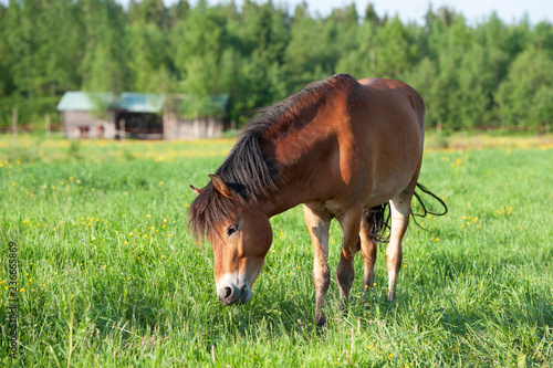 Swedish pony gotland russ grazing in a meadow