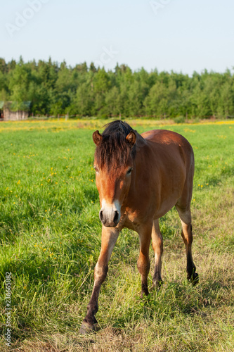 Swedish pony gotland russ in a meadow