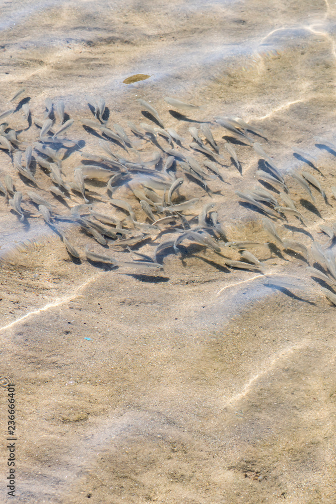 shoal of fish in shallow water. Flock of fish fry in shallow water. Nature  background. The shadows of minnows swimming in shallow water with waves.  vertical photo Stock Photo