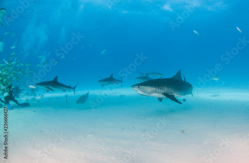 Tiger shark at Tigerbeach, Bahamas